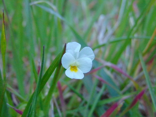 Field pansy (Viola arvensis)