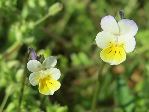 Field pansy: Acker-Stiefmütterchen ( Viola arvensis ) in Hockenheim