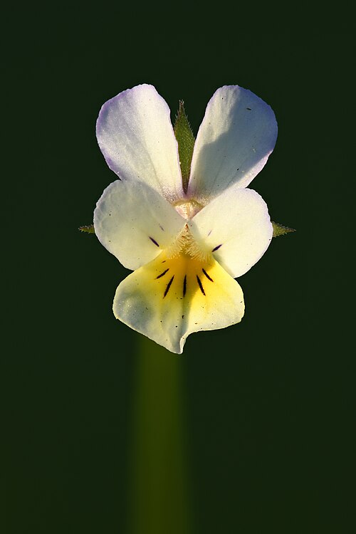 Field pansy: Flower of field pansy, size 1.0–1.5 cm.