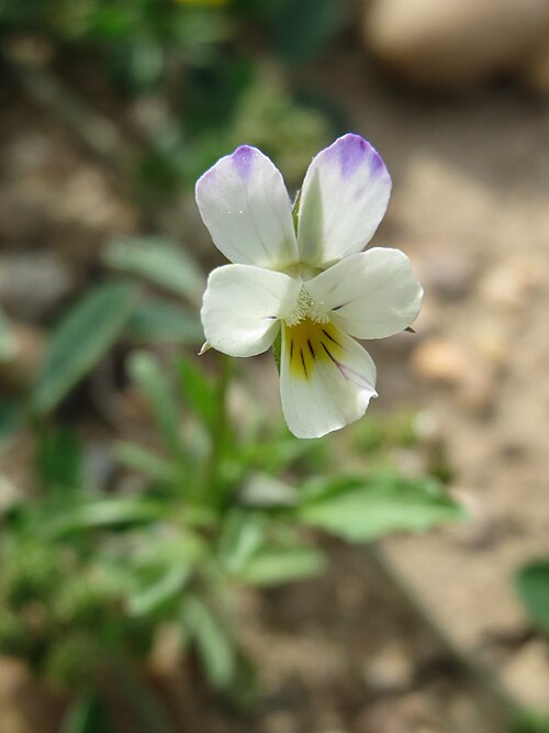 Field pansy: Acker-Stiefmütterchen ( Viola arvensis ) in Hockenheim