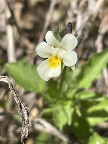 Field pansy (Viola arvensis)