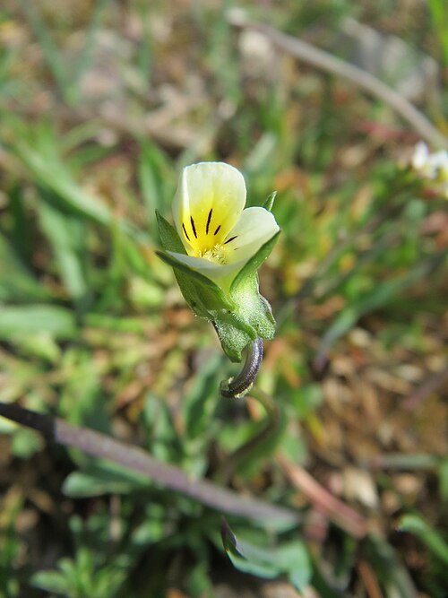 Field pansy: Acker-Stiefmütterchen ( Viola arvensis ) am Tierfriedhof Saarbrücken