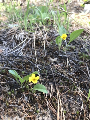 Baker's violet (Viola bakeri)