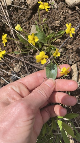 Baker's violet (Viola bakeri)