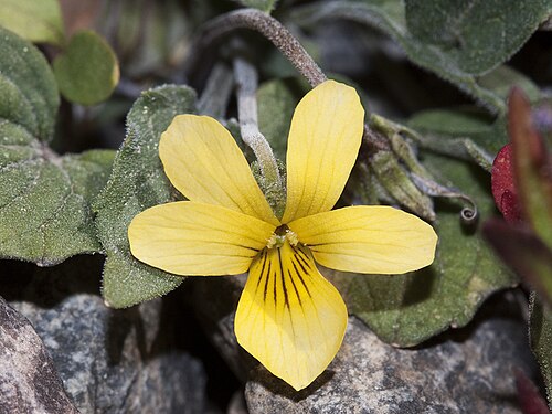 Baker's violet: Viola bakeri — Baker's violet. In the Warner Mountains , Modoc National Forest , Modoc County, northeastern California. June 21, 2010.