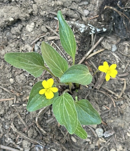 Baker's violet (Viola bakeri)