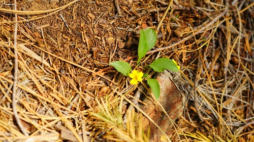 Baker's violet (Viola bakeri)