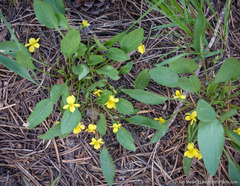 Baker's violet (Viola bakeri)