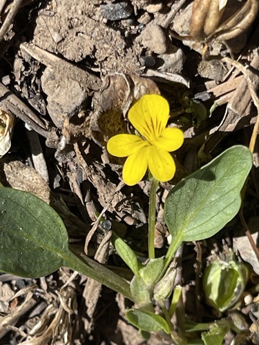 Baker's violet (Viola bakeri)