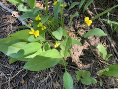 Baker's violet (Viola bakeri)