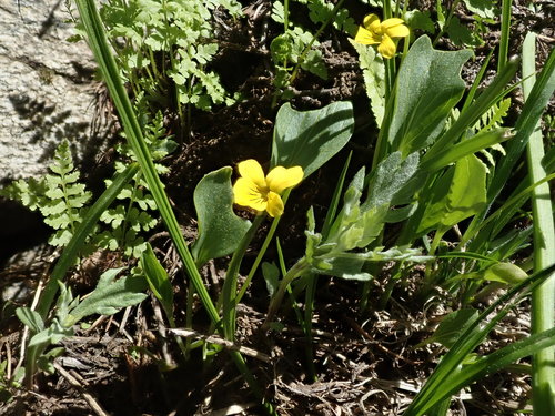 Baker's violet (Viola bakeri)