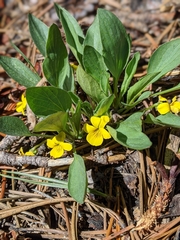Baker's violet (Viola bakeri)