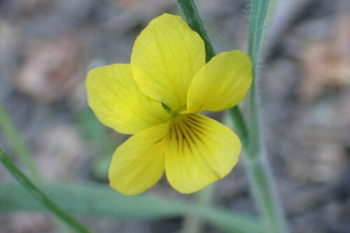 Baker's violet (Viola bakeri)