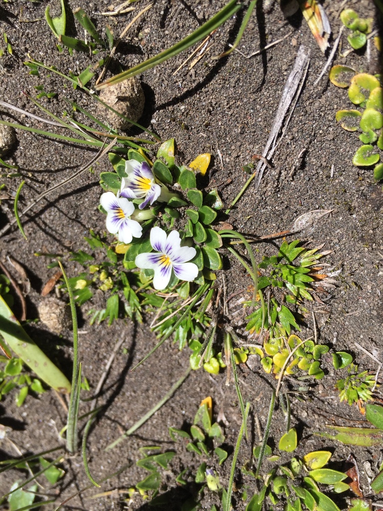 Viola bangii (Viola bangii)