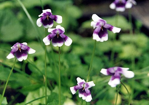 Viola banksii: Viola banksii