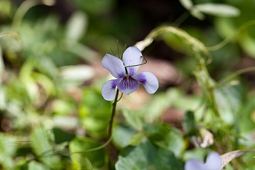 Viola banksii: Banks violet - Viola banksii