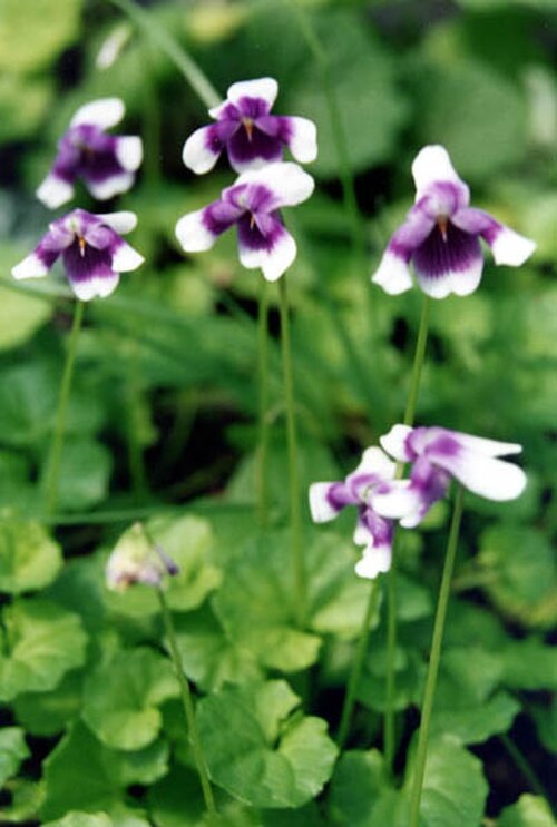 Viola banksii: Viola banksii