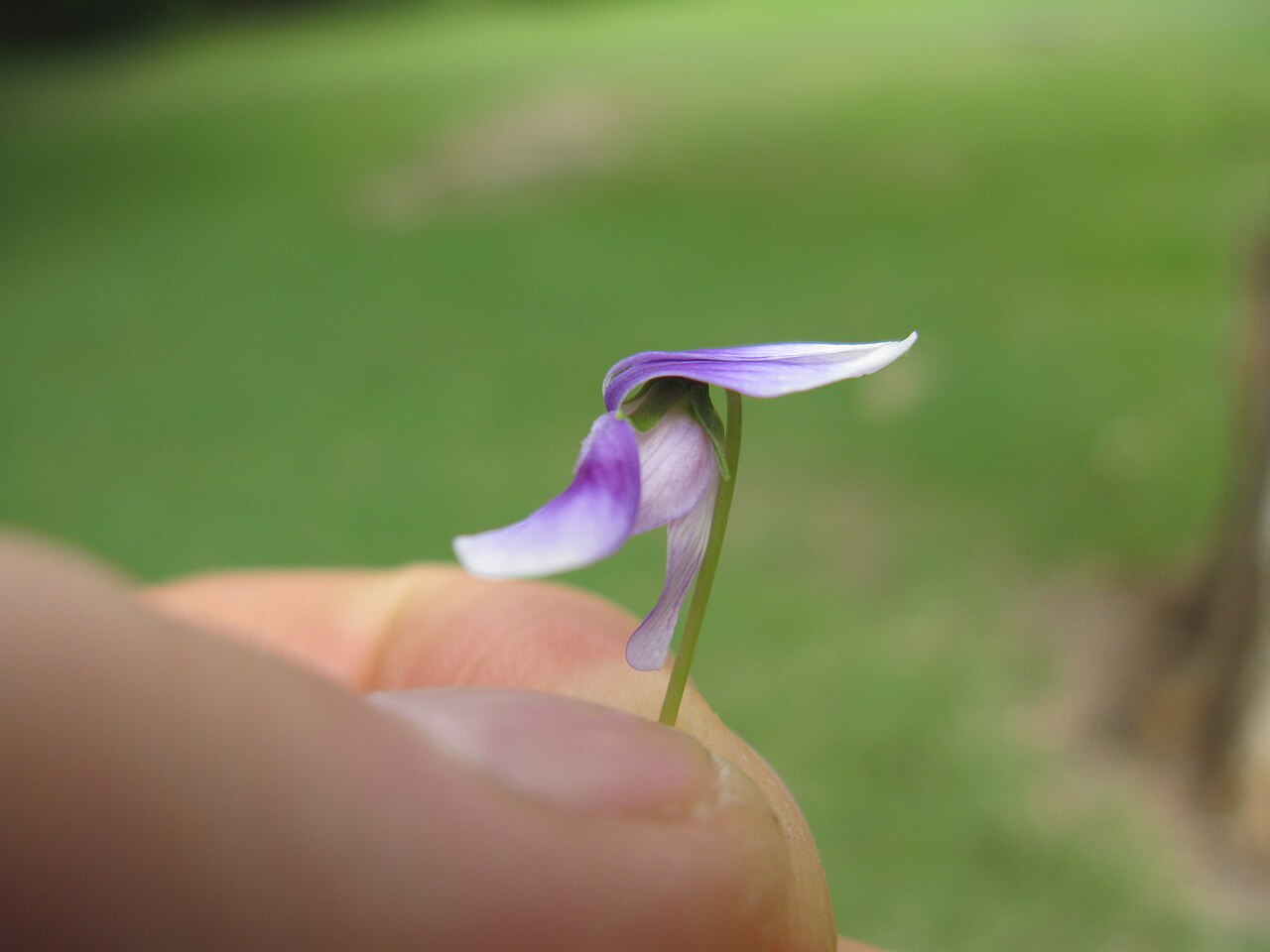 Viola banksii: Native, warm-season, perennial, low-growing, mat-forming herb. Leaves form rosettes where the stolons root at the nodes. Leaves are broad kidney-shaped (forming