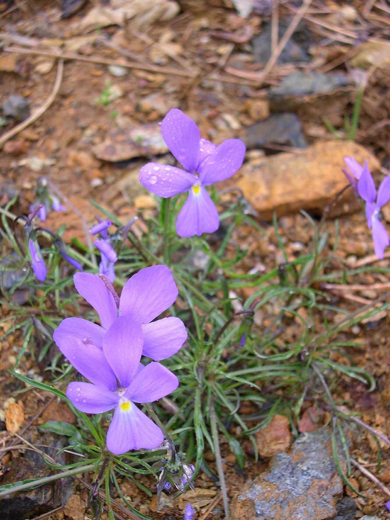 Viola bertoloni (Viola bertoloni)
