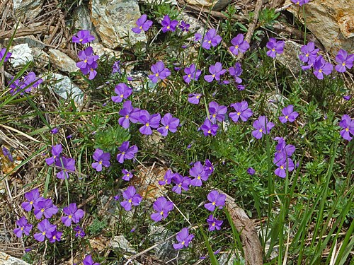 Viola bertoloni: Viola bertolonii - Piani di Praglia, Genova, Italy