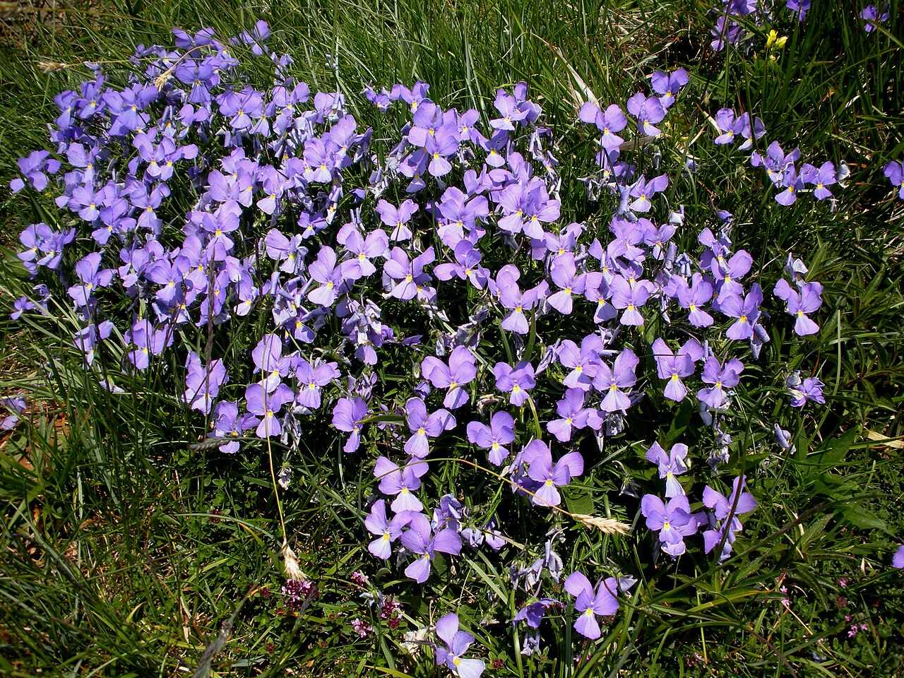 Viola bertoloni: Viola bertolonii
