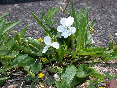 Viola betonicifolia: Viola betonicifolia var. albescens アリアケスミレ 2008.04.20 和歌山県那智勝浦町