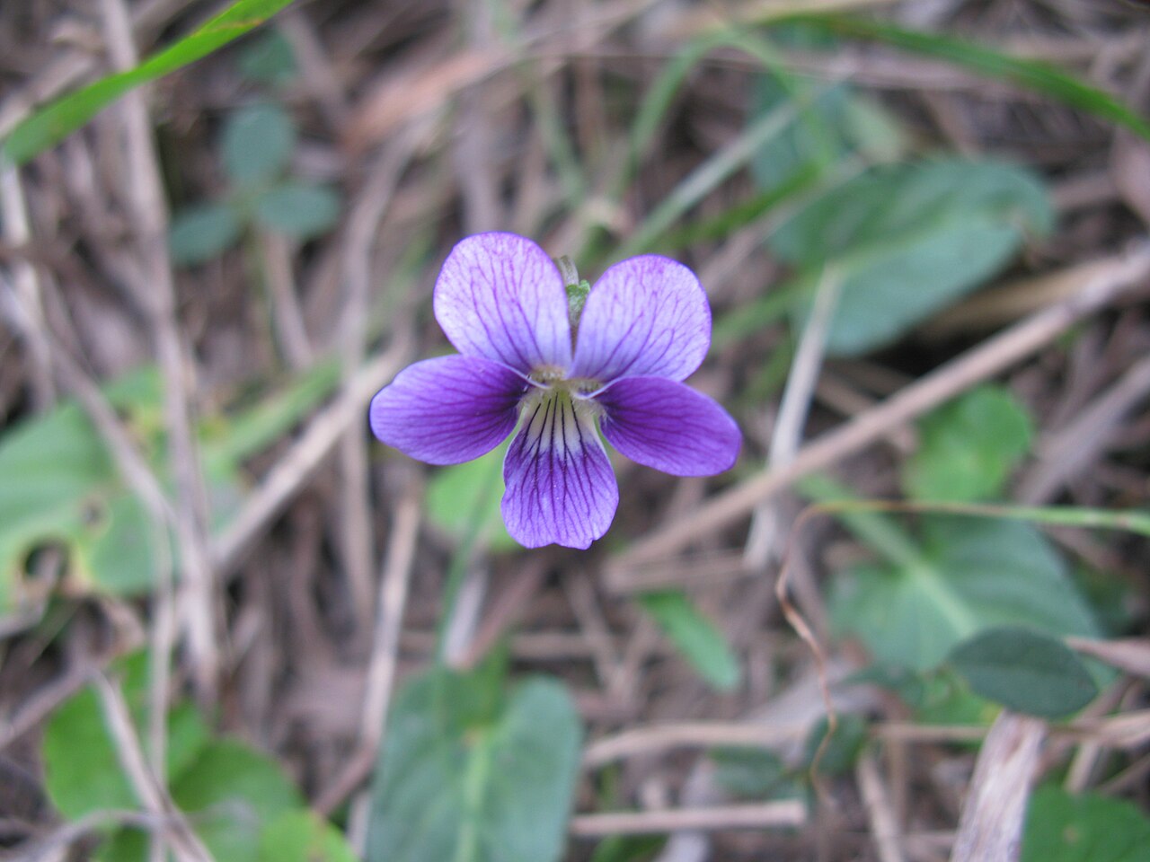 Viola betonicifolia: Native, warm-season, perennial, short, erect herb. Leaves are bluntly toothed, elongate, triangular, 1-6 cm long and held horizontally to erect. Flowers are vio