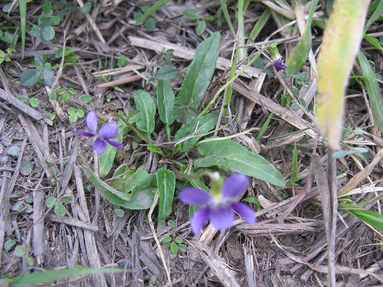 Viola betonicifolia: Native, warm-season, perennial, short, erect herb. Leaves are bluntly toothed, elongate, triangular, 1-6 cm long and held horizontally to erect. Flowers are vio