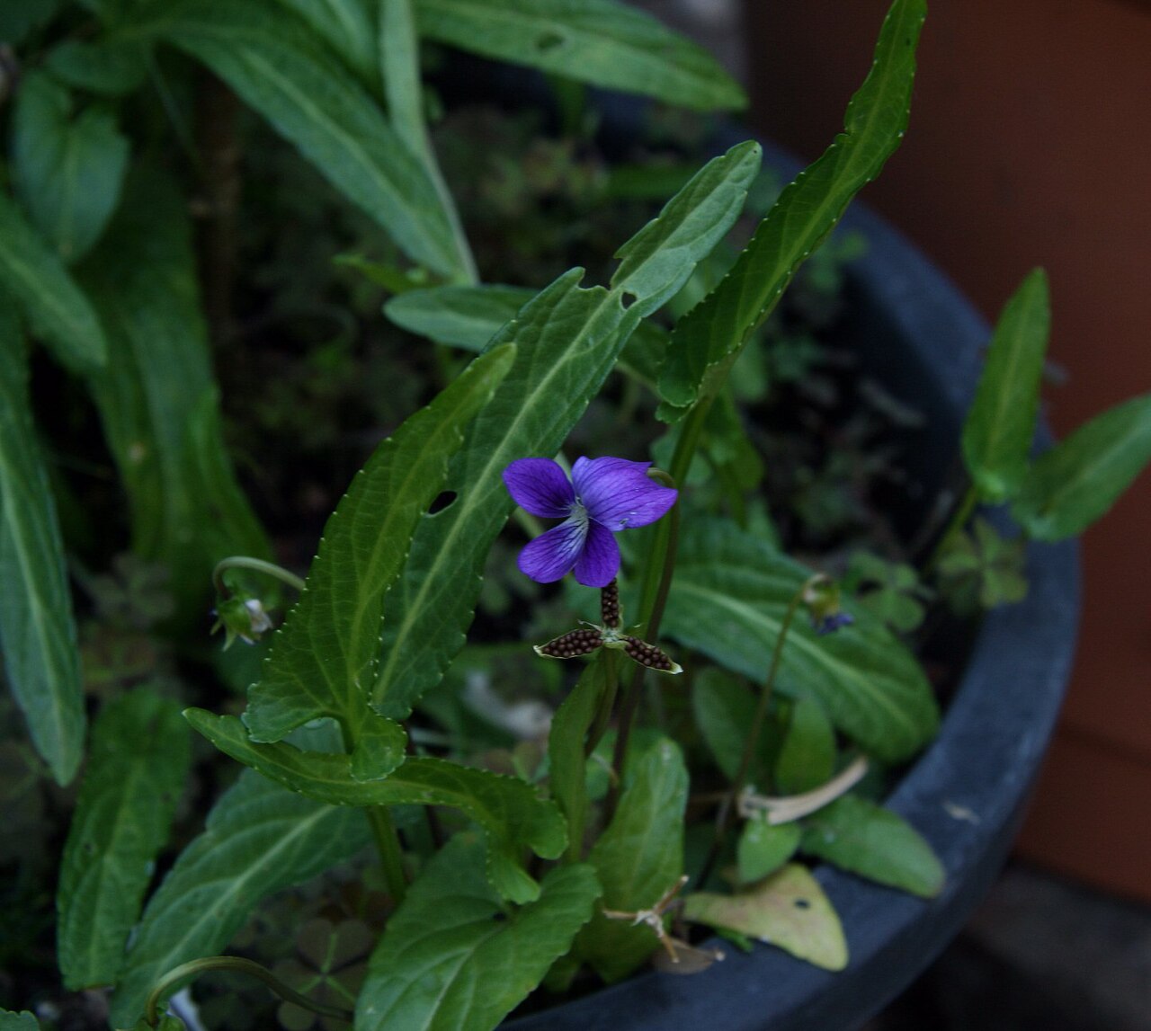 Viola betonicifolia: Viola betonicifolia growing in shade in my garden