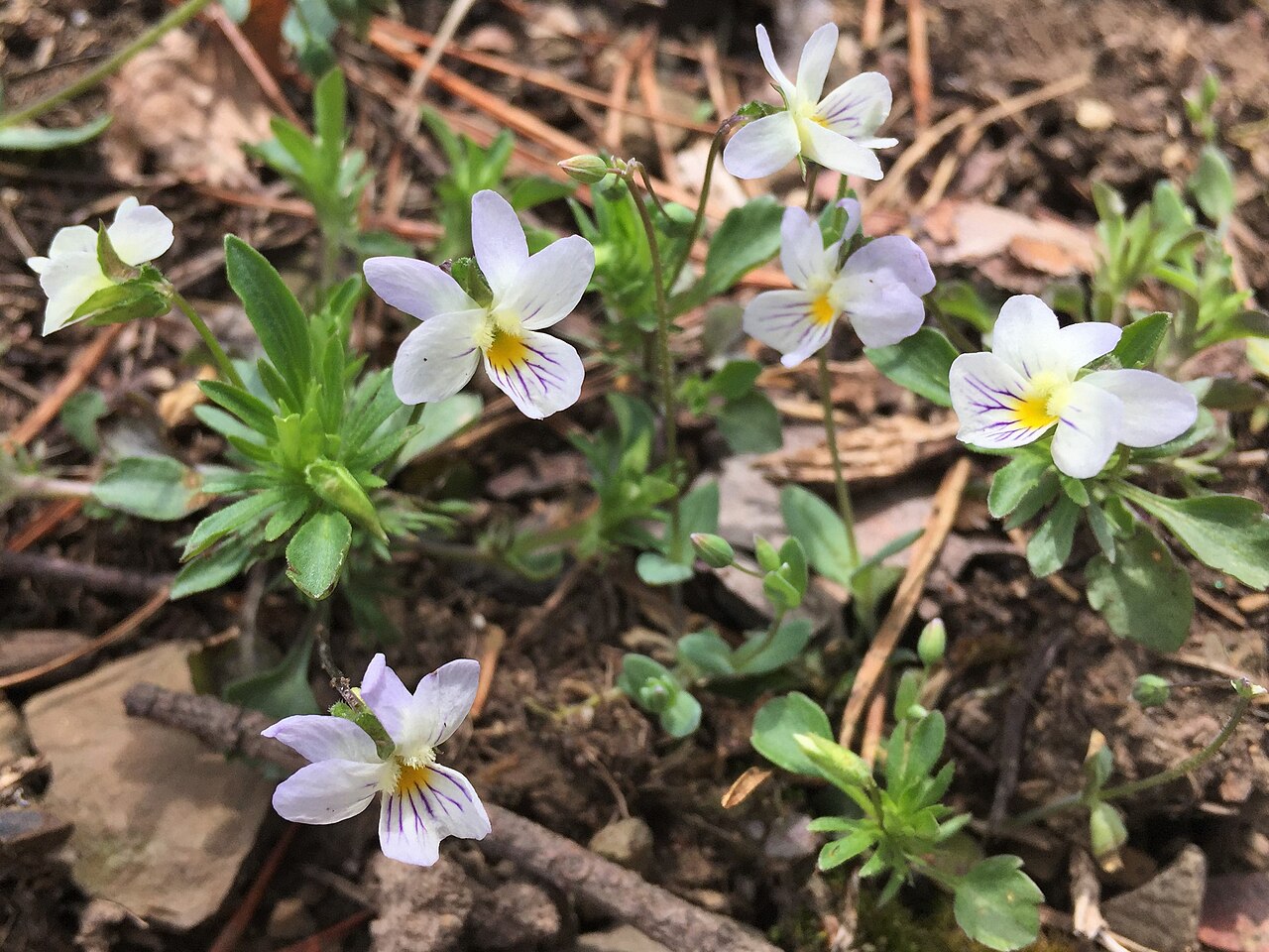 Field pansy: Population of Viola bicolor Pursh (field pansy, wild pansy) in Rockingham County, Virginia. Native. Synonym: Viola rafinesquii Greene