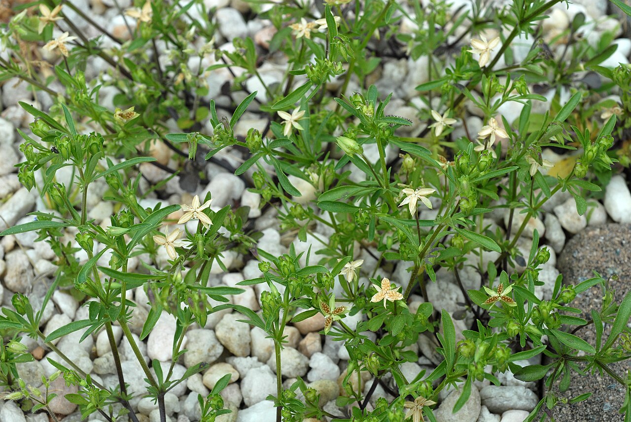 Field pansy: Viola rafinesquei