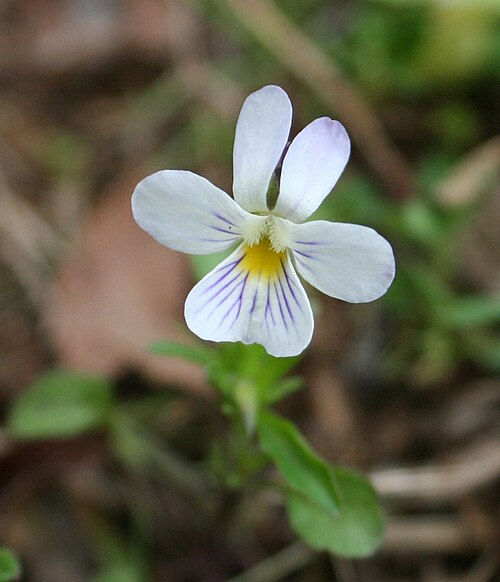 Field pansy: Viola rafinesquei (commonly called Viola bicolor ) in a field along the James River near Jamestown, Virginia