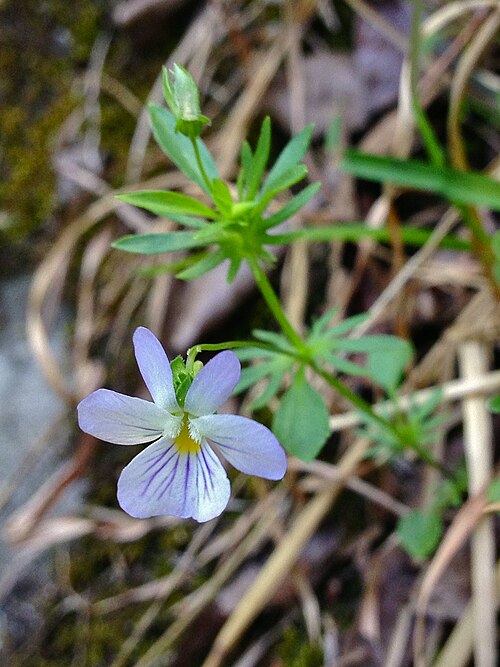 Field pansy: Photo of Viola bicolor in flower. This is a native plant growing wild in the C & O Canal National Historical Park, Montgomery county Maryland, USA. This species