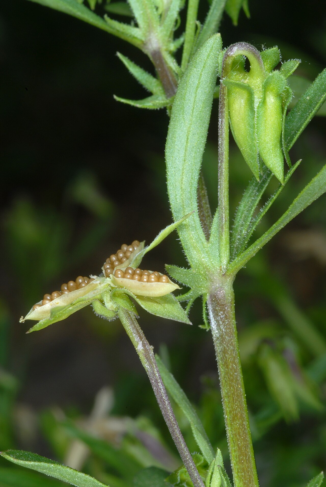 Field pansy: Opened fruit showing seeds.