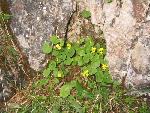 Arctic yellow violet (Viola biflora)