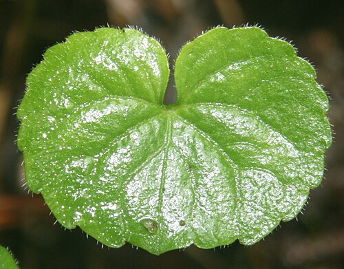 Arctic yellow violet: キバナノコマノツメ の葉、 木曽駒ヶ岳 にて