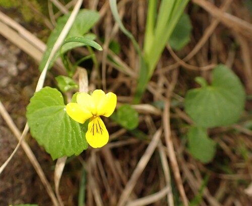 Arctic yellow violet (Viola biflora)