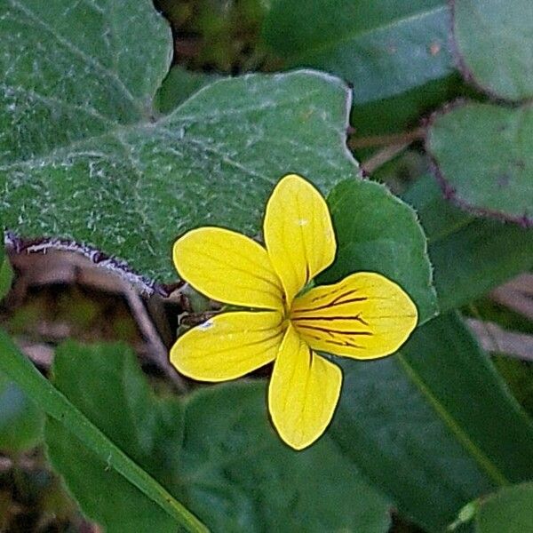 Arctic yellow violet (Viola biflora)