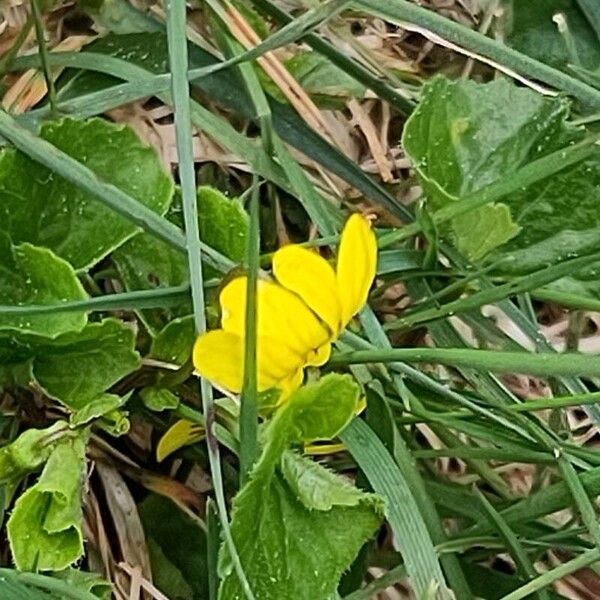 Arctic yellow violet (Viola biflora)