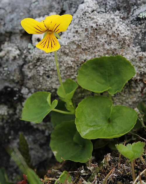Arctic yellow violet: Viola biflora
