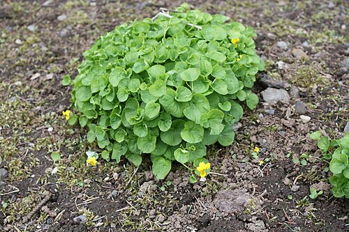 Arctic yellow violet: Twoflower violet (Viola biflora) in Grasagarður Reykjavíkur the Reykjavik Botanic Garden