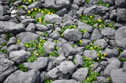 Arctic yellow violet (Viola biflora)