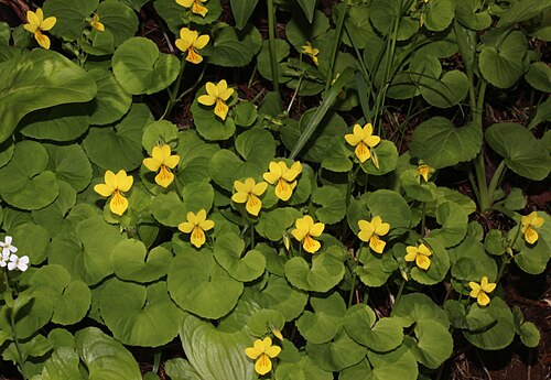 Arctic yellow violet: Viola biflora L. in Mount Haku , Gifu prefecture, Japan.