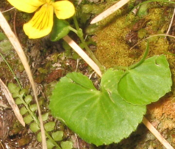 Arctic yellow violet (Viola biflora)