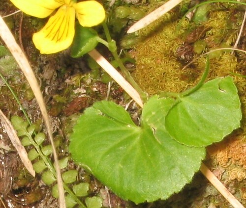 Arctic yellow violet