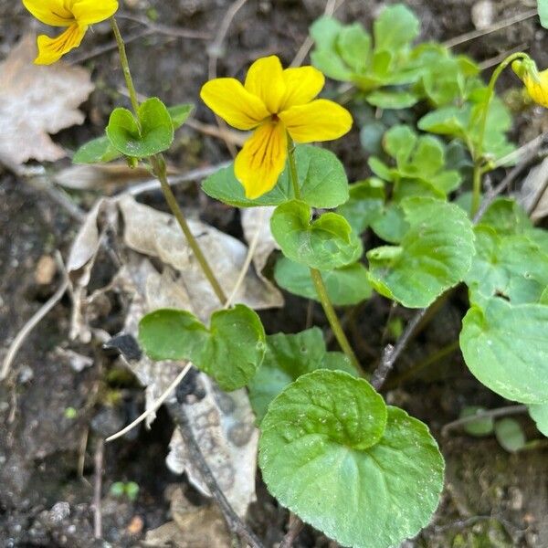Arctic yellow violet (Viola biflora)