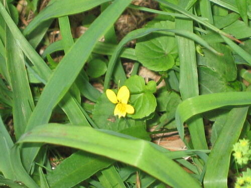 Arctic yellow violet (Viola biflora)