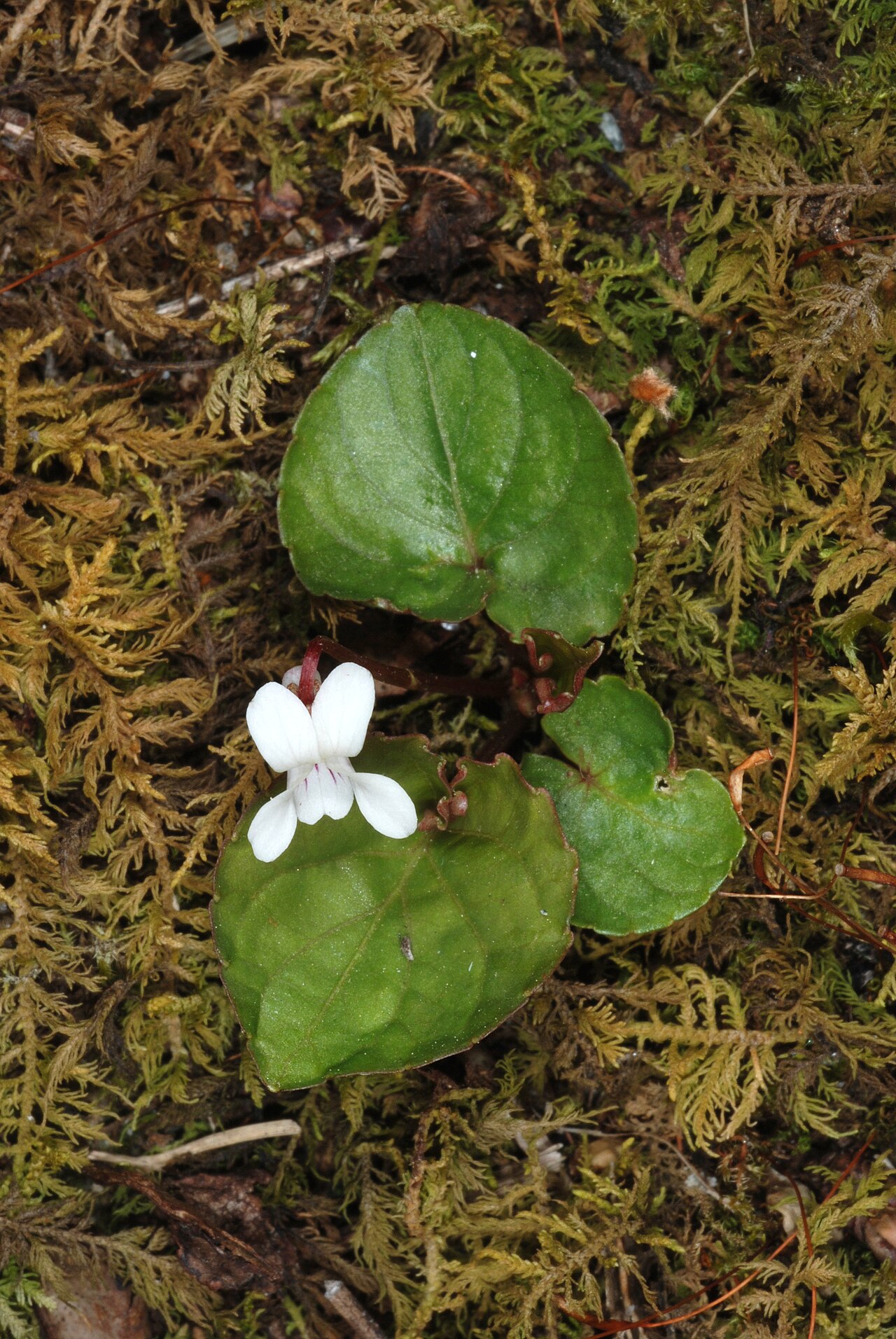 Sweet white violet: Viola blanda