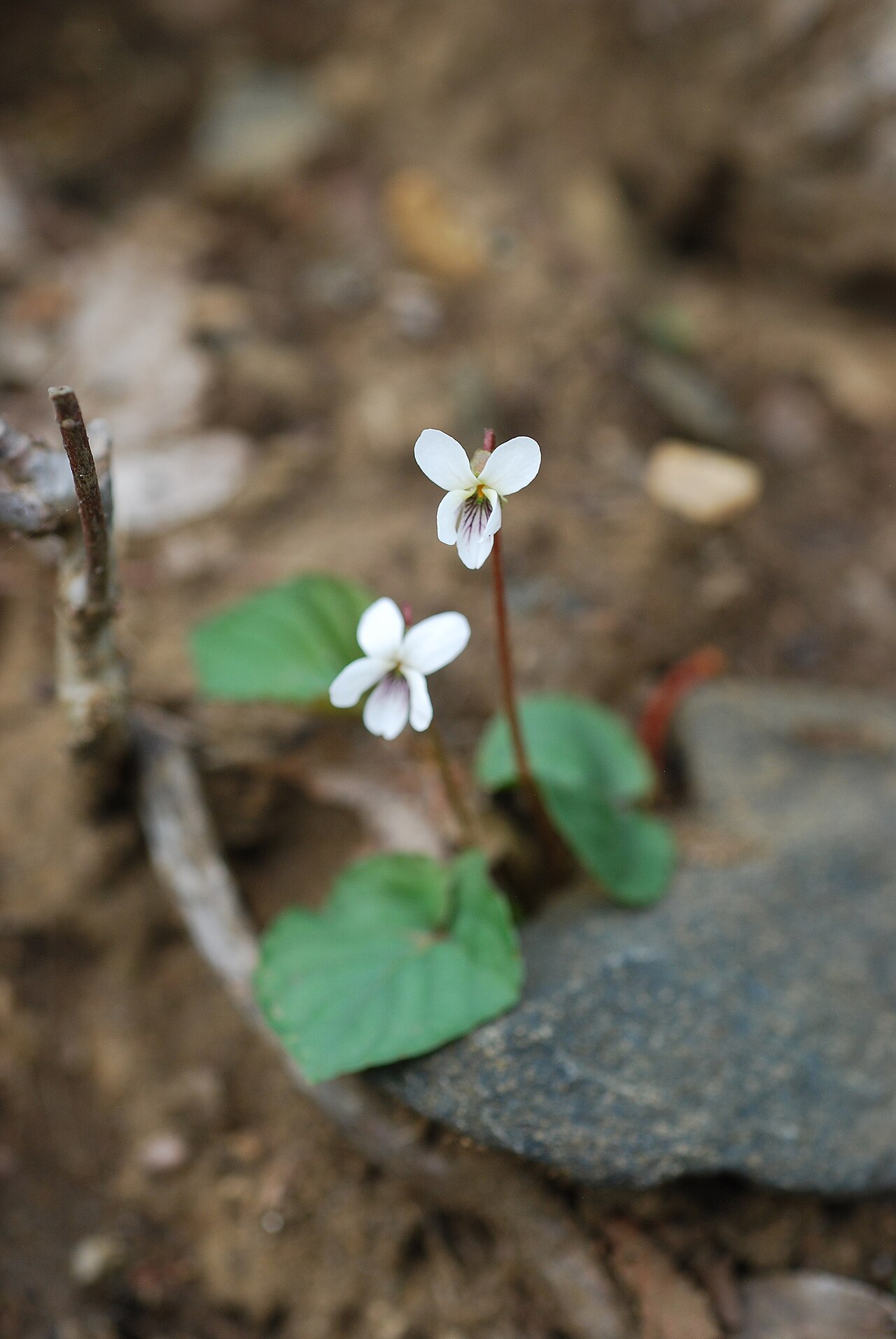 Sweet white violet: Viola blanda