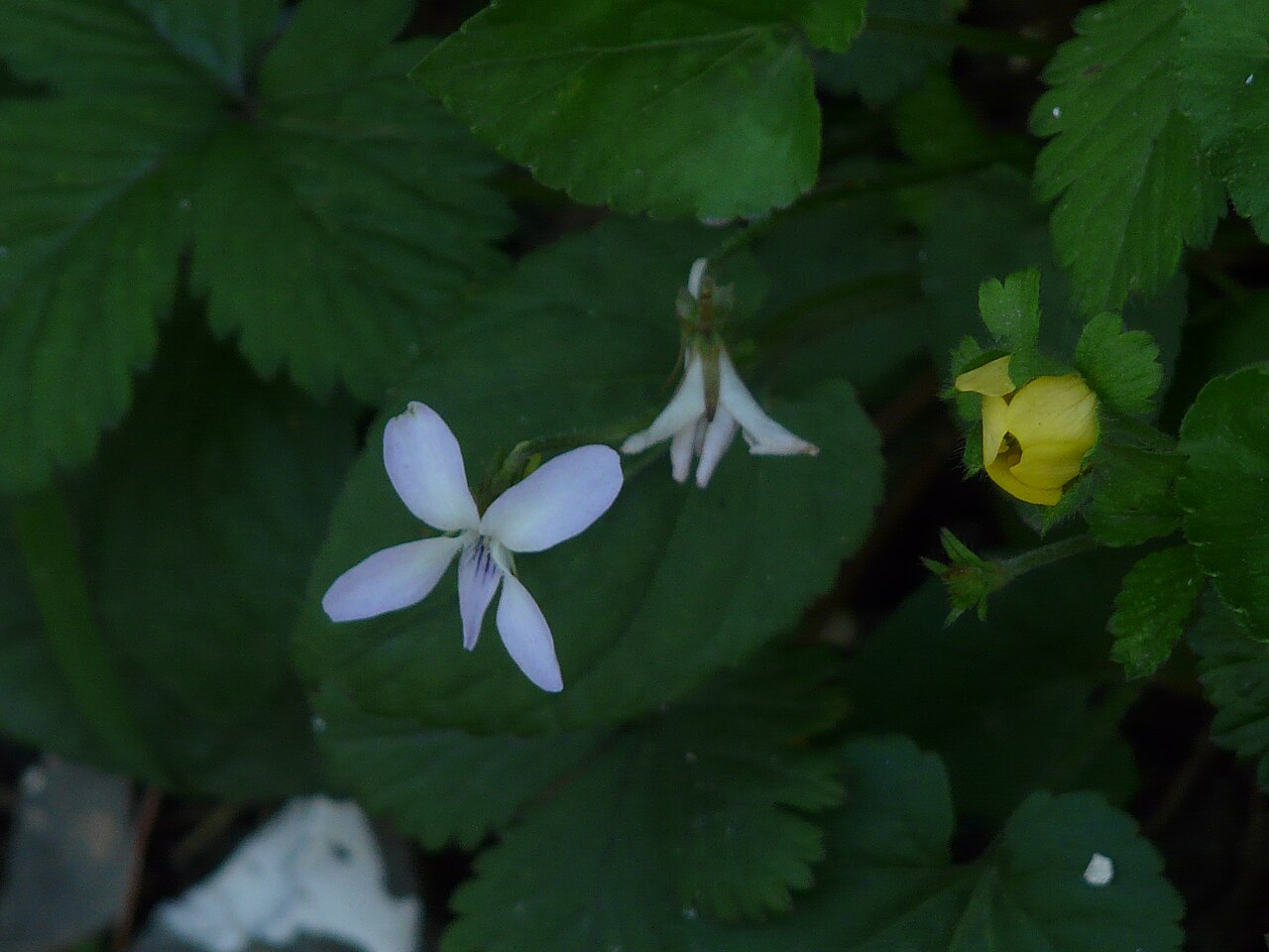 Sweet white violet: Viola blanda